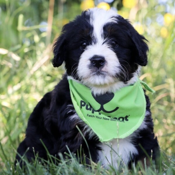 PuppySpot Avis - doit lire ceci avant d'acheter