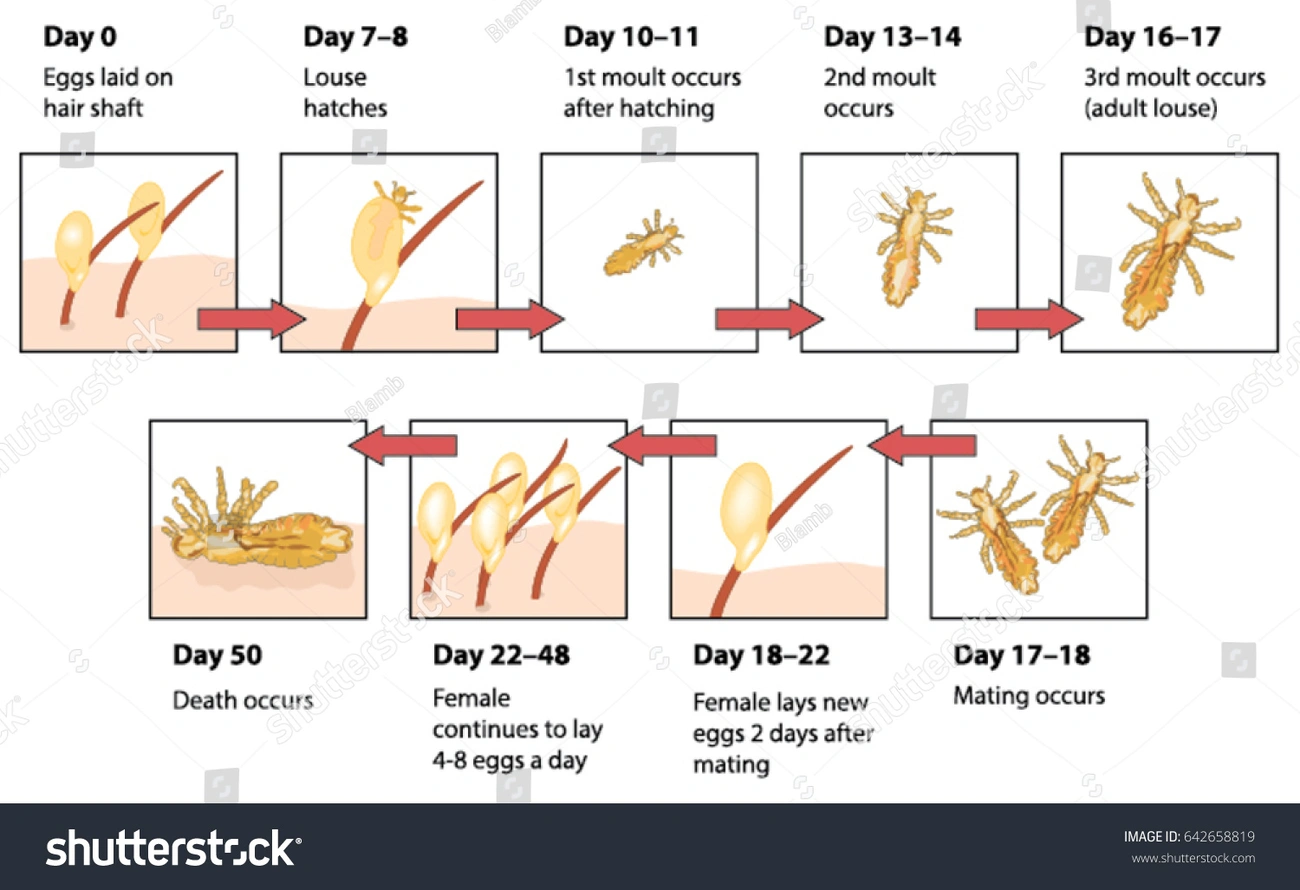 Labeled life cycle of head lice showing stages from eggs laid on hair to adult louse, mating, egg laying, and death.